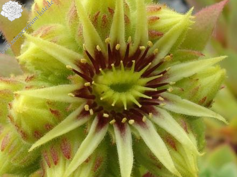 wulfenii (Typ PH006)