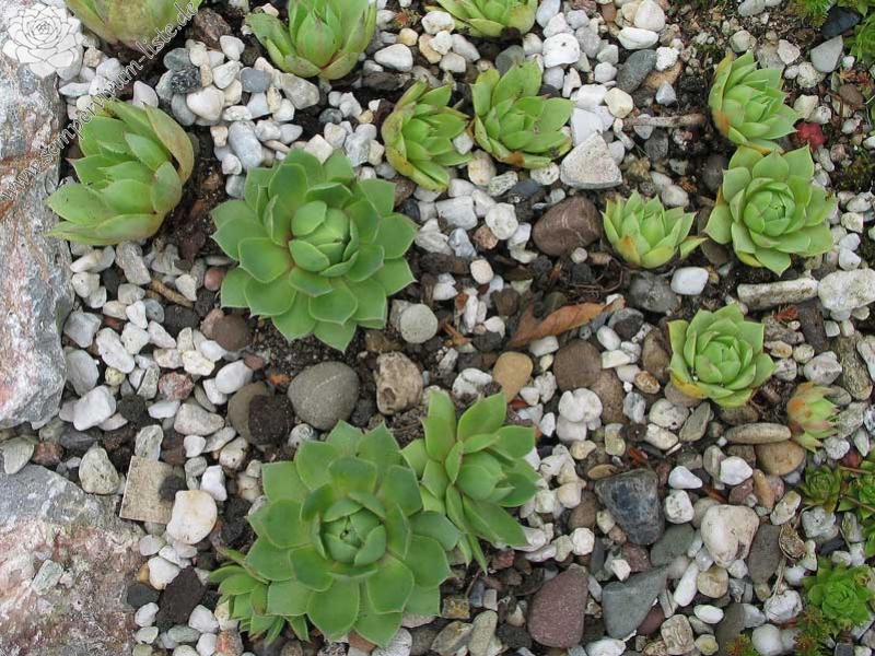 wulfenii from Stilfser Joch