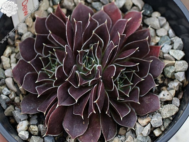 Korspel Foggy Dew / Jovi