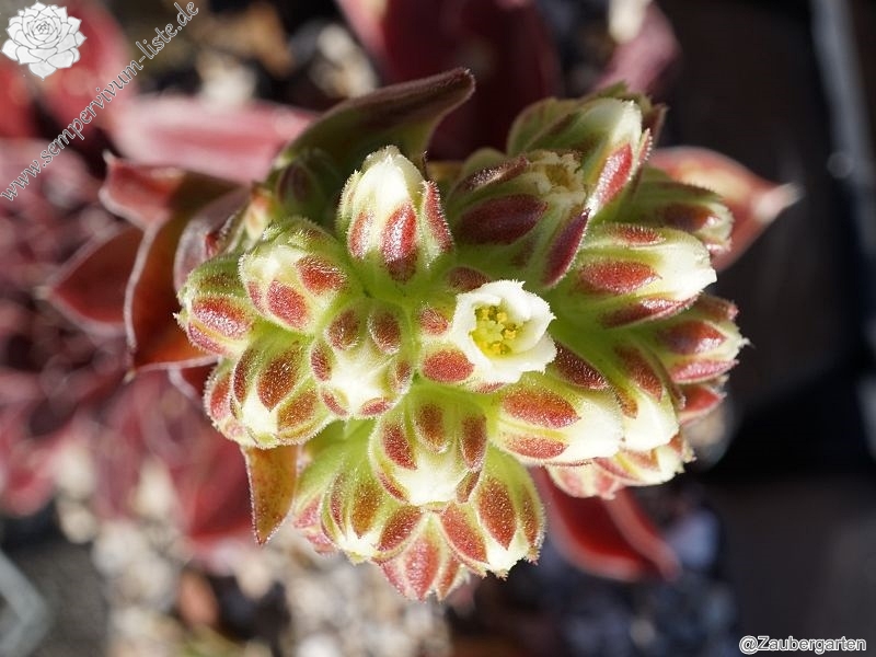 Korspel Foggy Dew / Jovi