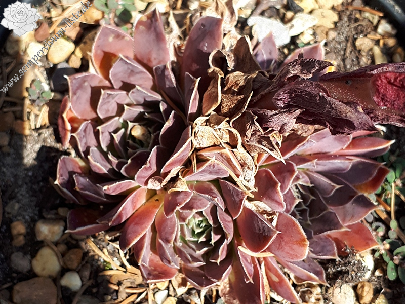 Korspelse Zemilda / Jovi