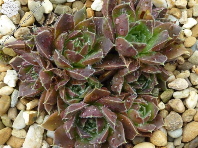 Korspel Brawn Lasse / Jovi