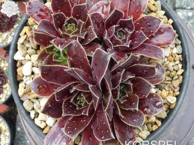 Korspel Foggy Dew / Jovi