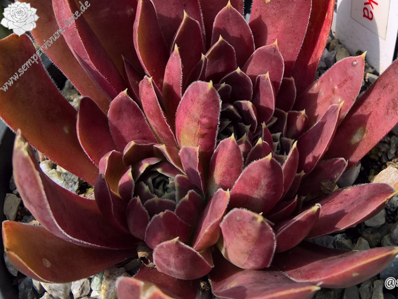 Korspelse Marjukka / Jovi