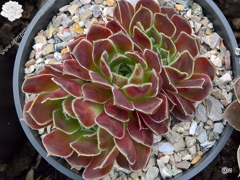 Korspelse Raviya / Jovi