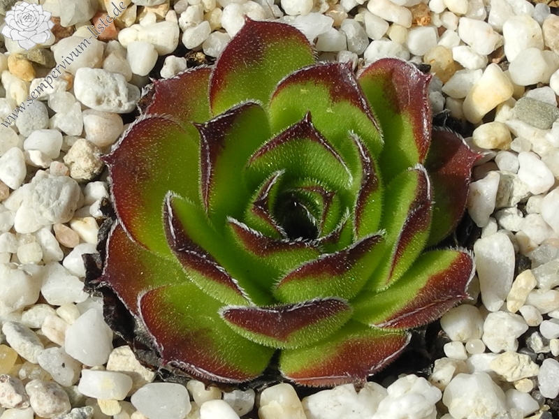 Jacomyno / Jovi
