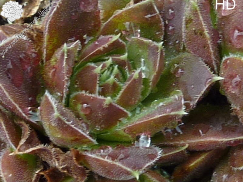 Korspel Brawn Lasse / Jovi