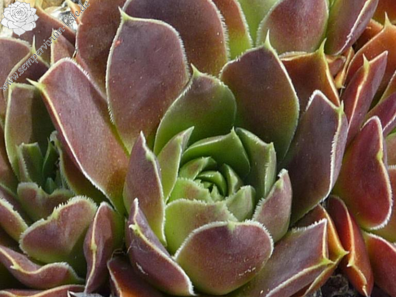 Korspel Best Man / Jovi