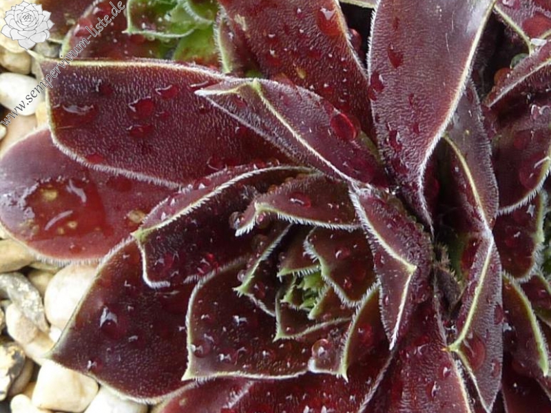 Korspel Foggy Dew / Jovi