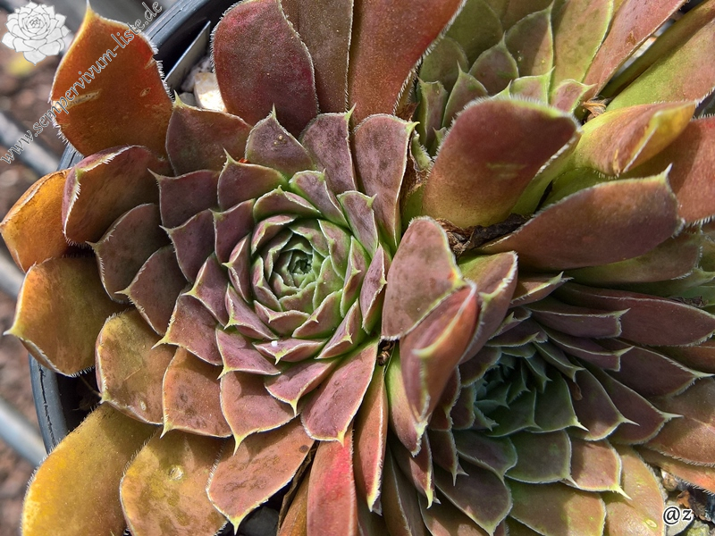 Korspelse Leosa / Jovi