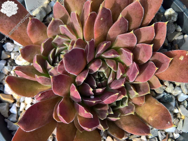 Korspelse Marjukka / Jovi