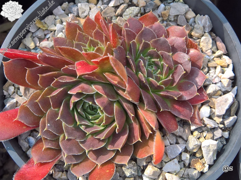 Korspelse Raviya / Jovi