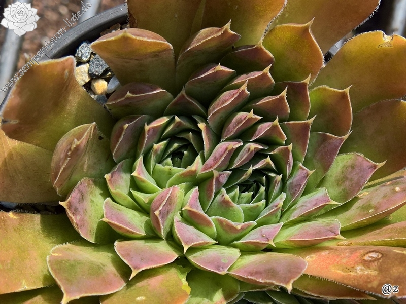 Korspelse Tagga / Jovi