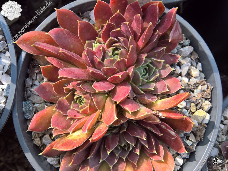 Korspelse Marjukka / Jovi