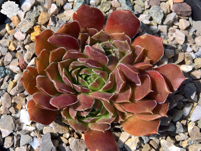 Korspelse Raviya / Jovi