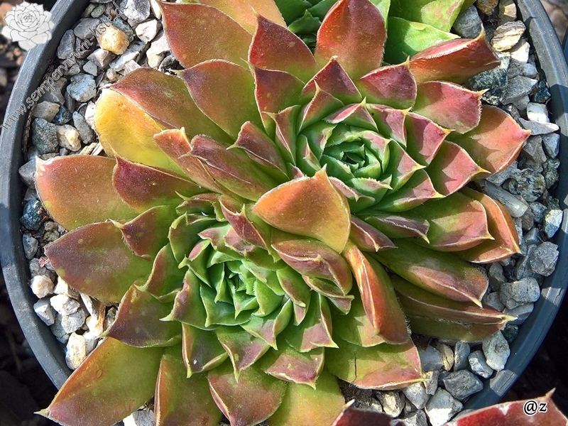 Korspelse Tagga / Jovi