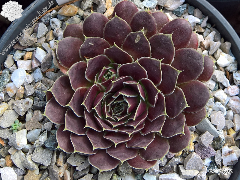 Korspelse Leosa / Jovi