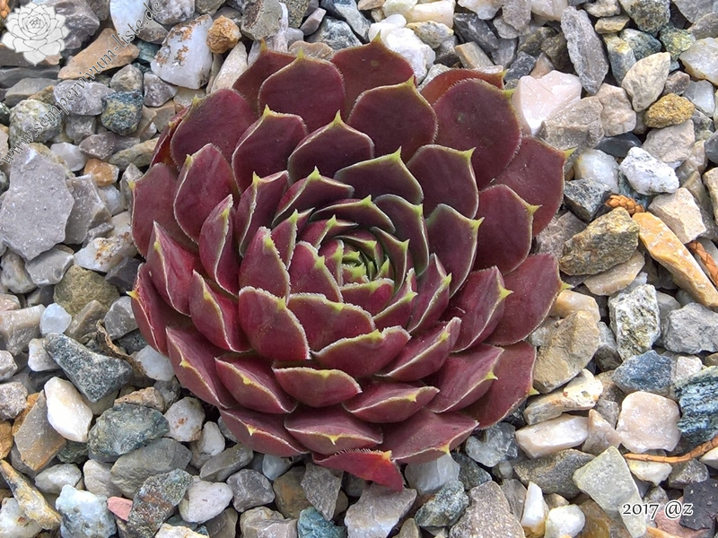 Korspelse Marjukka / Jovi