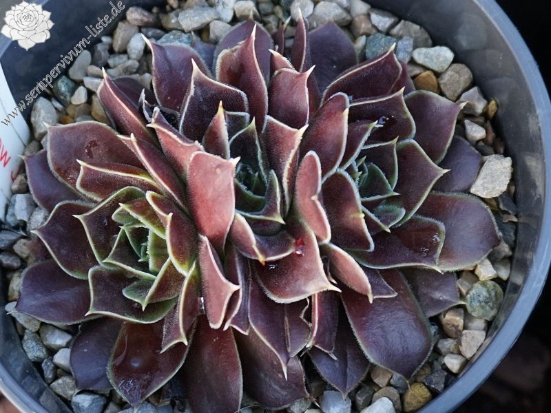 Korspel Foggy Dew / Jovi