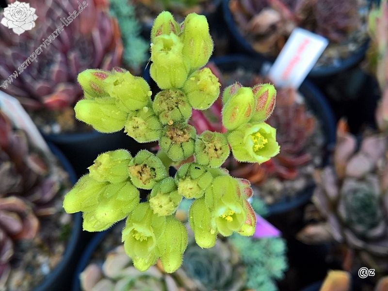 Korspelse Raviya / Jovi