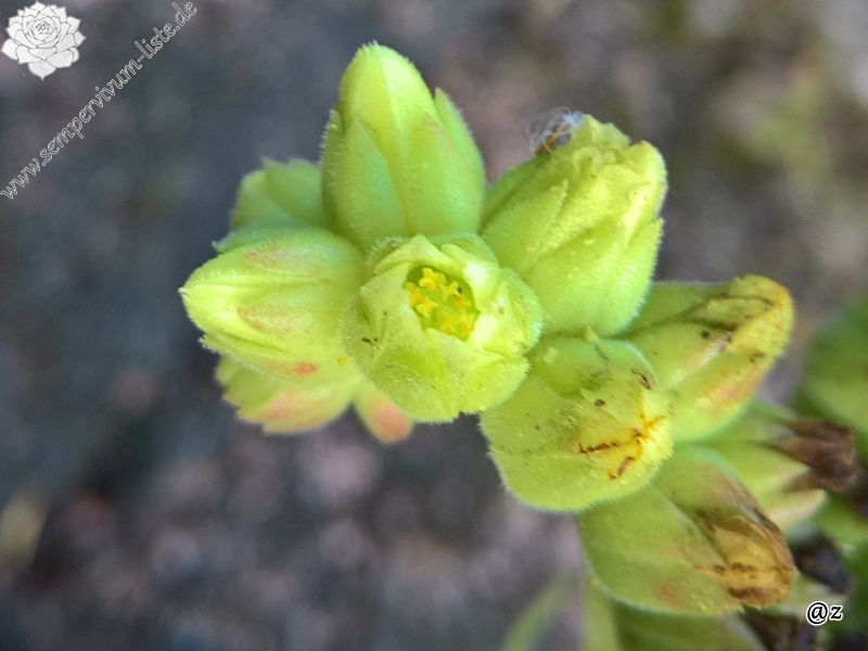 Korspelse Tagga / Jovi