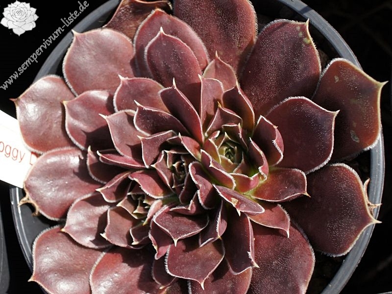 Korspel Foggy Dew / Jovi