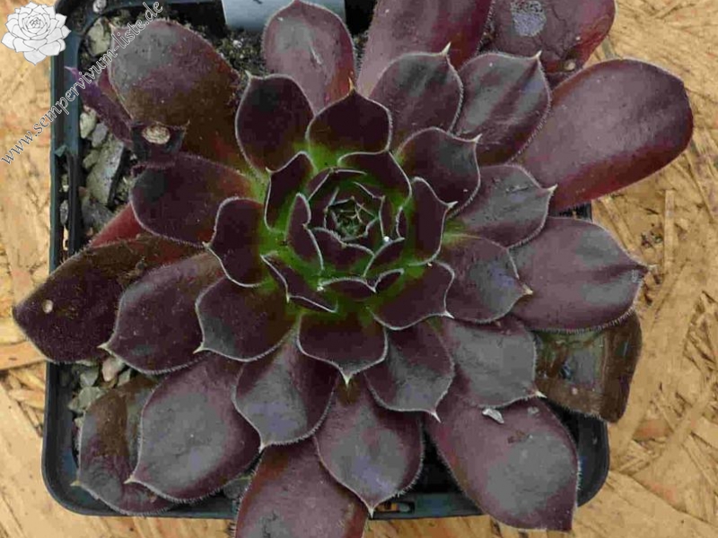 Korspel Foggy Dew / Jovi