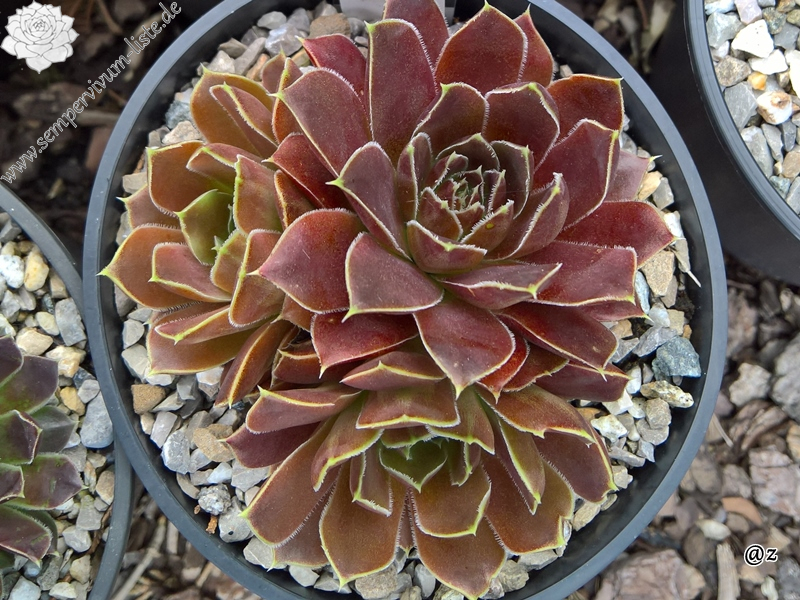 Korspelse Varpu / Jovi