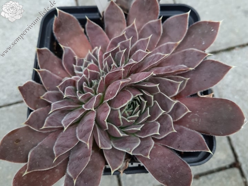 Korspelse Jermika / Jovi