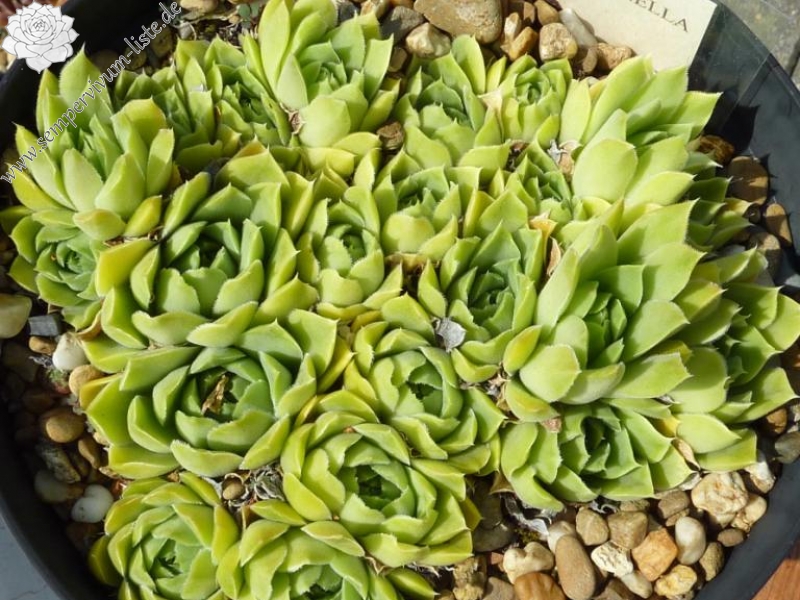 La Campanella / Jovi