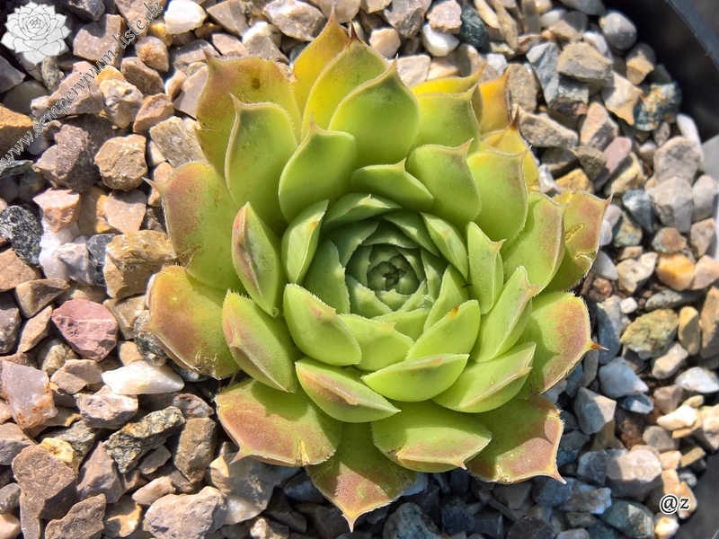 Korspelse Zelmide / Jovi