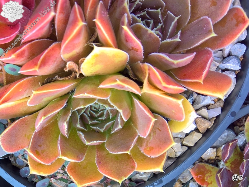 Korspelse Varpu / Jovi