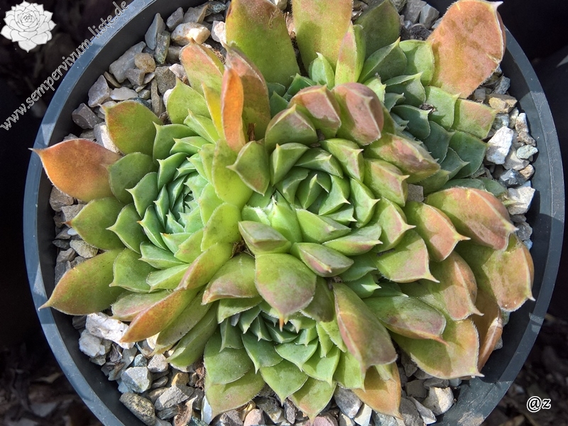 Korspelse Zelmide / Jovi