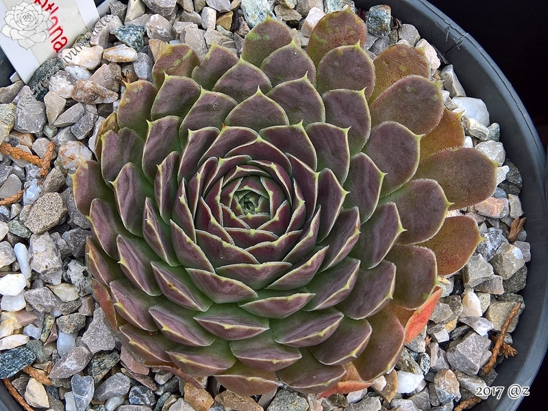 Korspelse Swetlana / Jovi