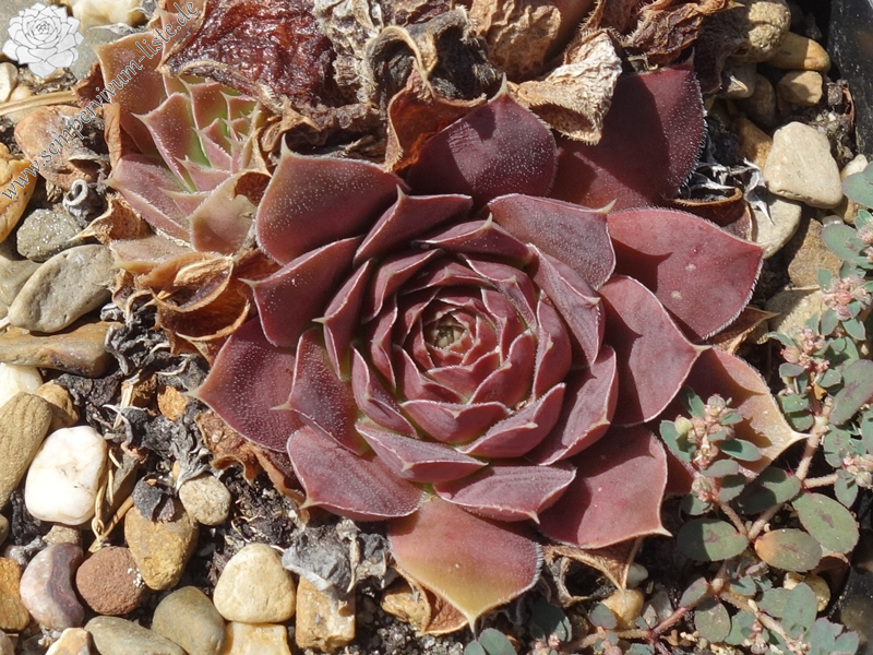 Korspelse Marie-Astrid / Jovi