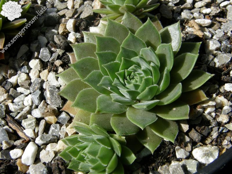 marmoreum ssp. erythraeum from Yondol