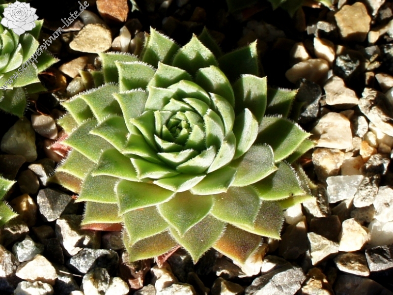 marmoreum ssp. erythraeum from Yondol
