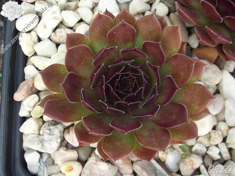 Korspel Mission Bells