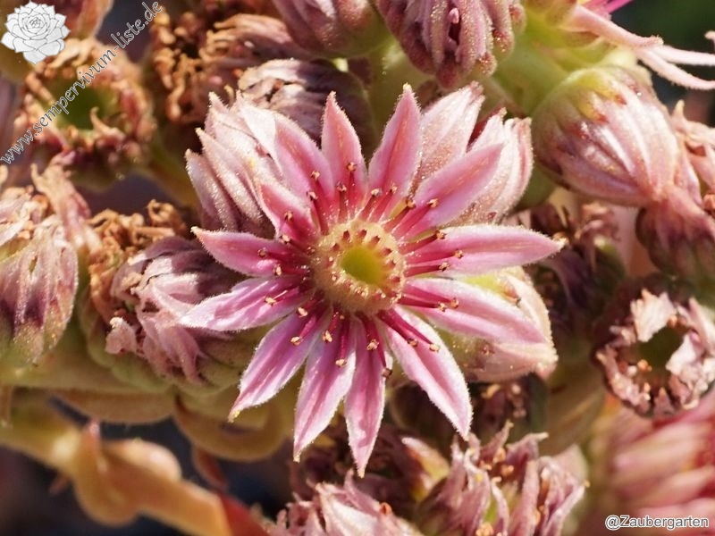 Korspel Mission Bells