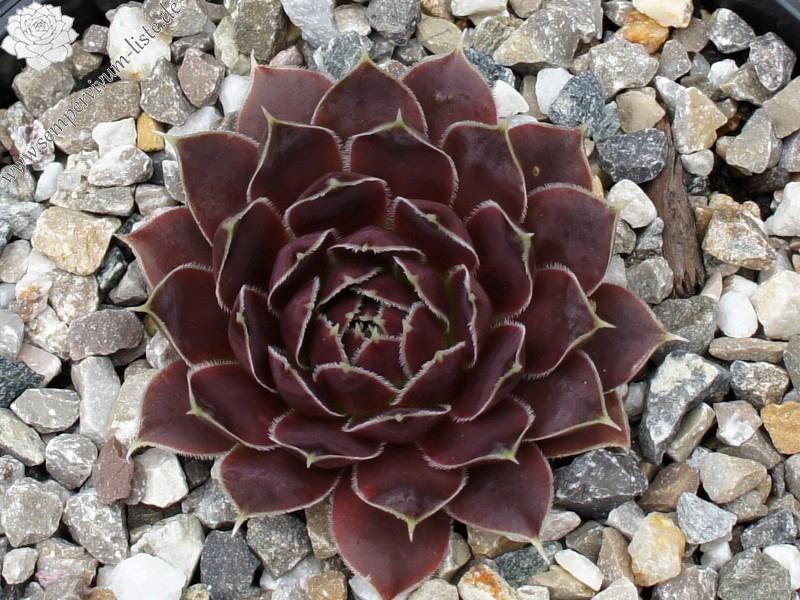 Korspel Flower / Jovi