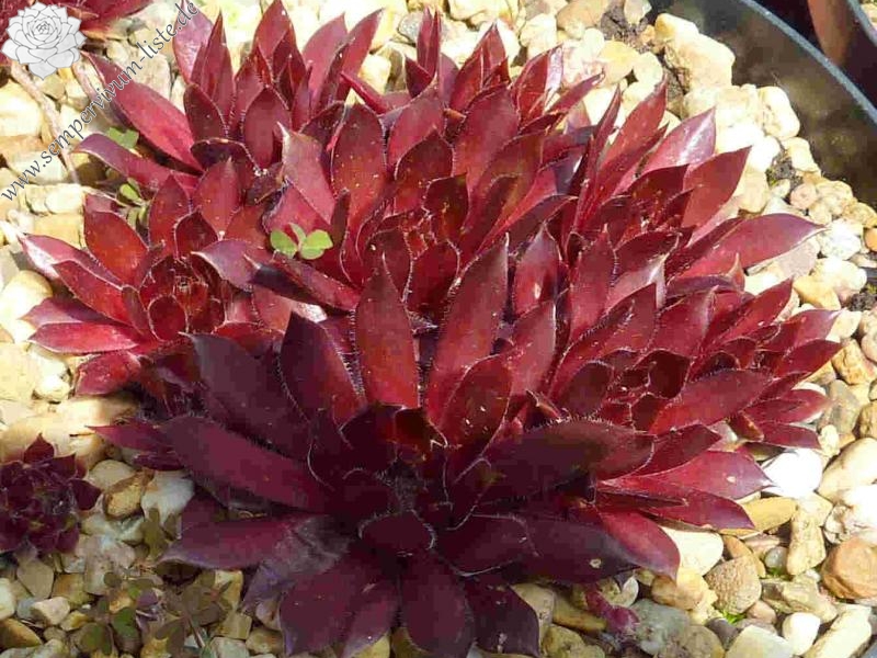 Korspelse Pony Express