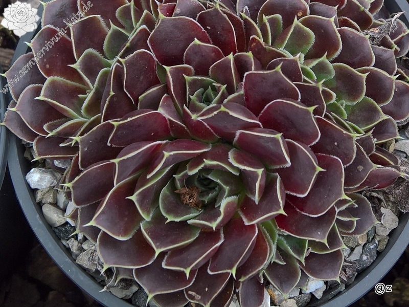 Korspelse Jeanique / Jovi