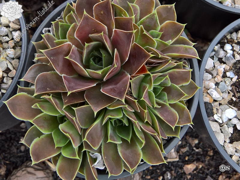 Korspelse Leonoor / Jovi