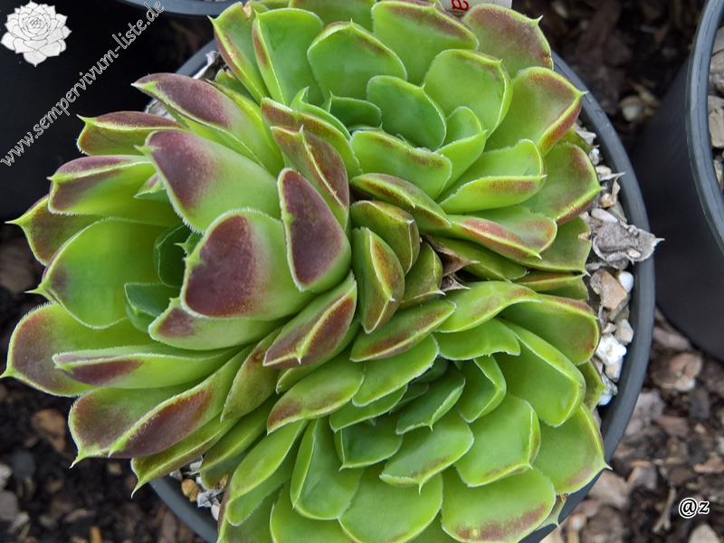 Korspelse Raanana / Jovi