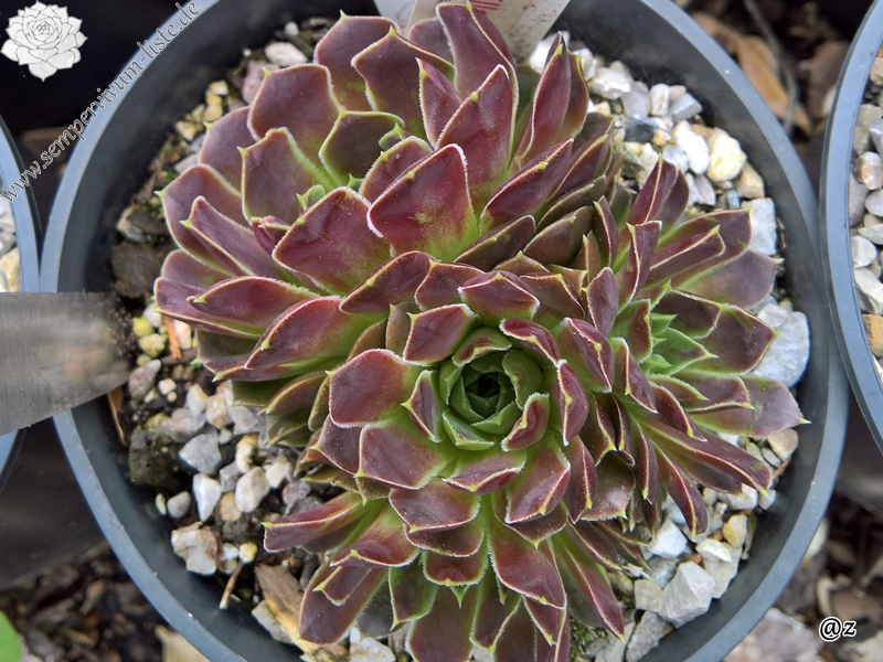 Korspelse Uanilla / Jovi