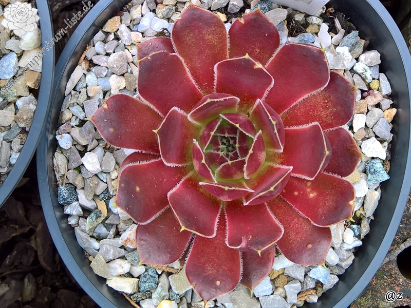 Korspelse Zegline / Jovi