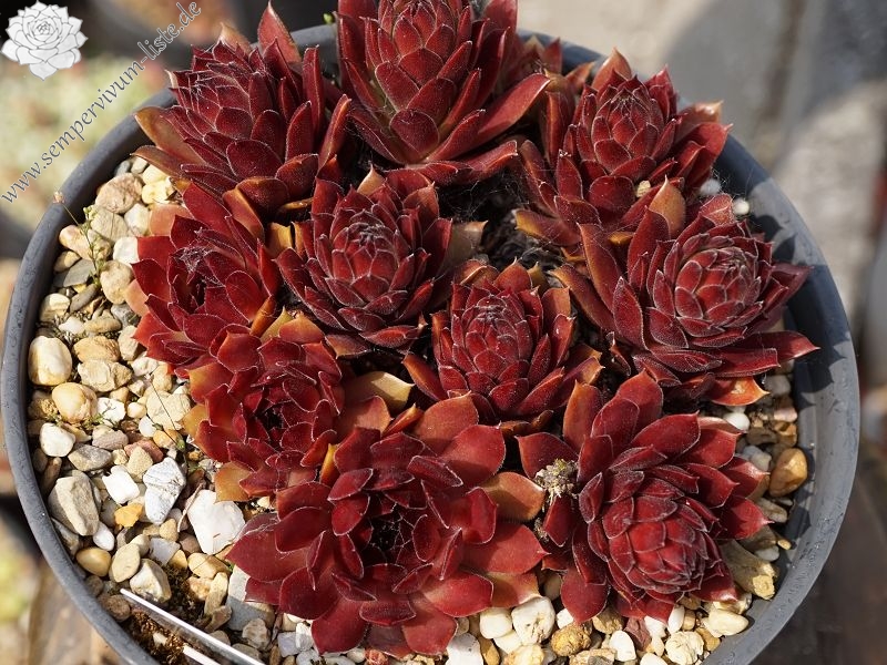 Korspel Mission Bells