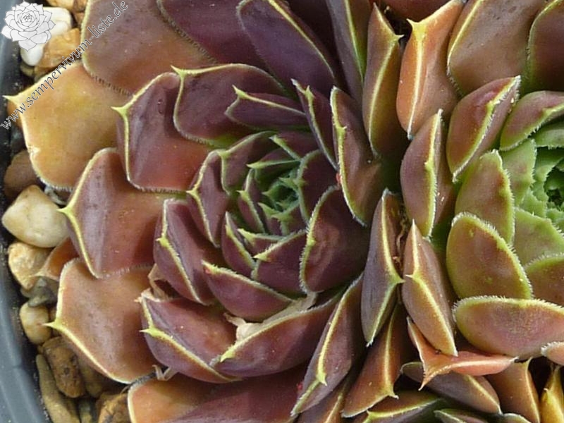 Korspel Bouguet / Jovi