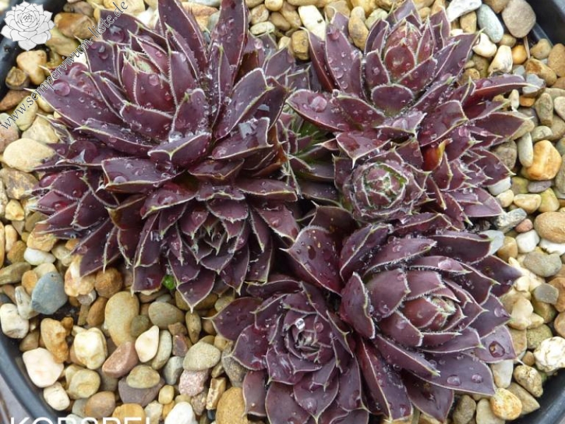 Korspel Flower / Jovi