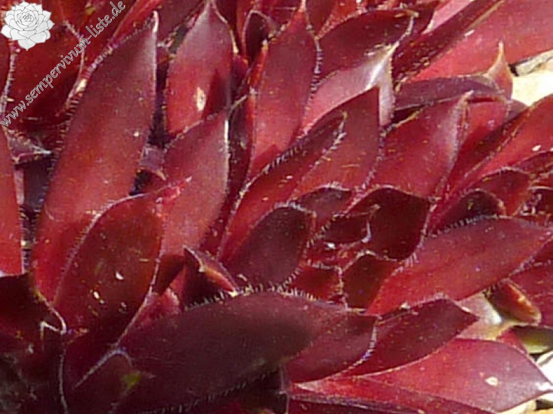 Korspelse Pony Express